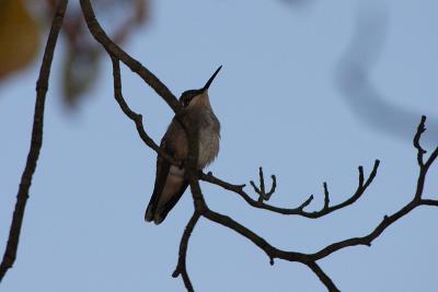 ruby-throated hummingtbird 009.jpg