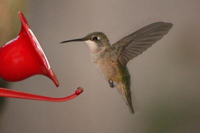 ruby-throated hummingtbird 010.jpg
