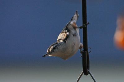 white-breasted nuthatch 033.jpg