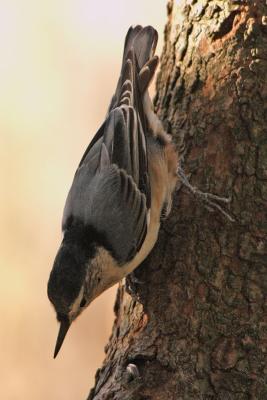 white-breasted nuthatch 034.jpg