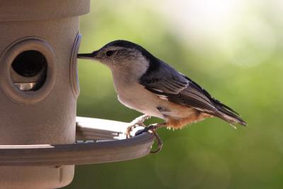 white-breasted nuthatch 035.jpg