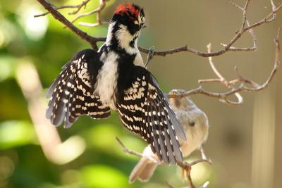 downy woodpecker 035.jpg