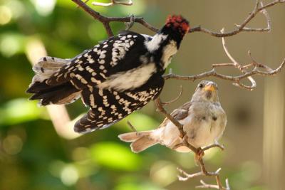 downy woodpecker 036.jpg