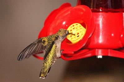 ruby-throated hummingtbird 011.jpg