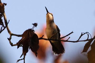 ruby-throated hummingtbird 012.jpg