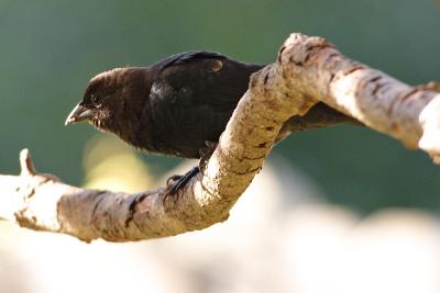 brown-headed cowbird 003.jpg