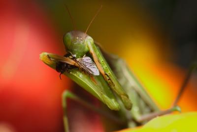 praying mantis 002.jpg