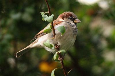 house sparrow 028.jpg