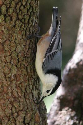 white-breasted nuthatch 038.jpg