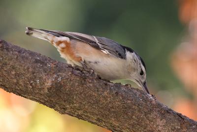 white-breasted nuthatch 039.jpg