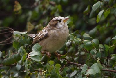house sparrow 030.jpg