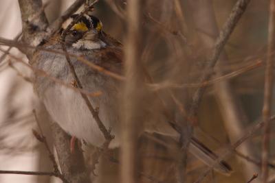 white throated sparrow 002a.jpg