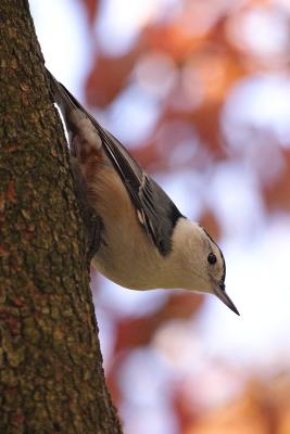 white-breasted nuthatch 040.jpg