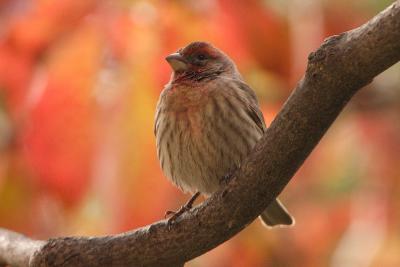 house finch 004.jpg