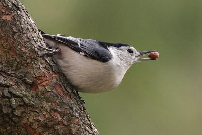 white-breasted nuthatch 041.jpg