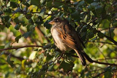 house sparrow 031.jpg