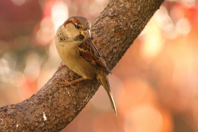 house sparrow 032.jpg