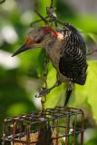 red-bellied woodpecker 004.jpg
