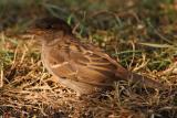 house sparrow 022.jpg