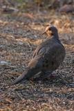 mourning dove 007.jpg