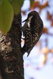 yellow-bellied sapsucker 001.jpg