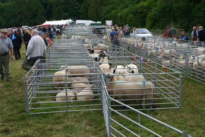 Sheep Entries