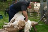 Hand Shearing Demonstration