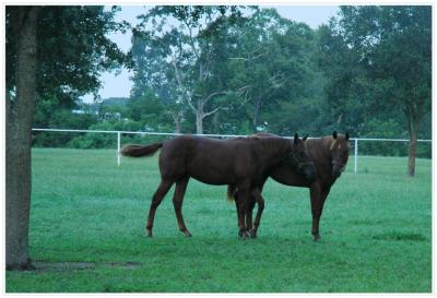 Our Friends the Animals