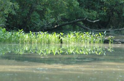 Reeds in Sunshine