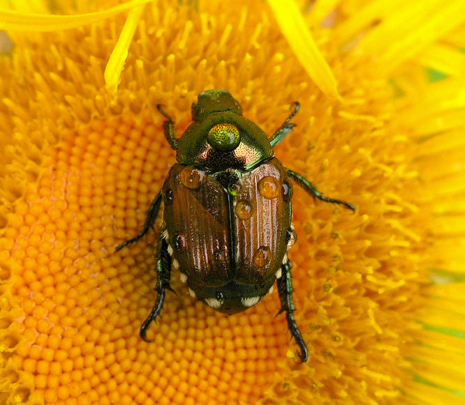 Japanese beetle.jpg