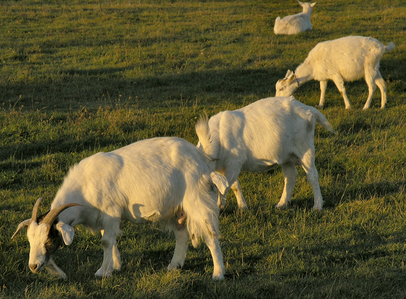 Goats at sunset