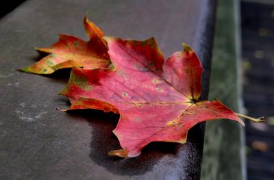 red leaf.jpg