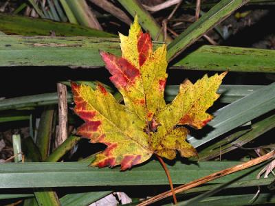 maple leaf.jpg