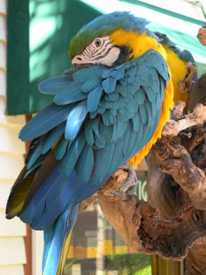 Parrot at Grand Cayman