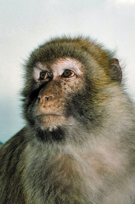 2004 Gibraltar macaque
