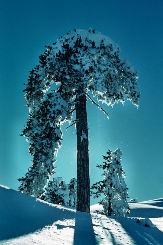 1961 Cyprus - sun behind Troodos pine