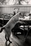 1964 Sarawak - Cat in a government rest house