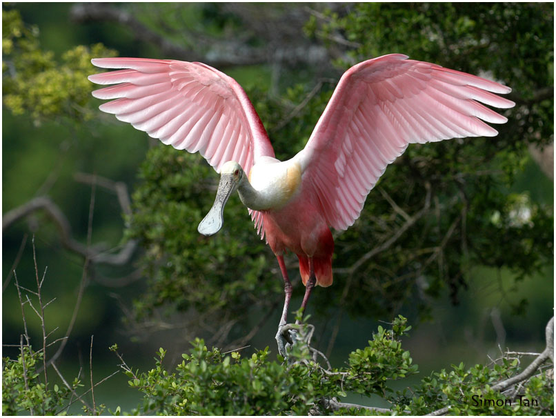 Roseate Spoonbill 11.jpg