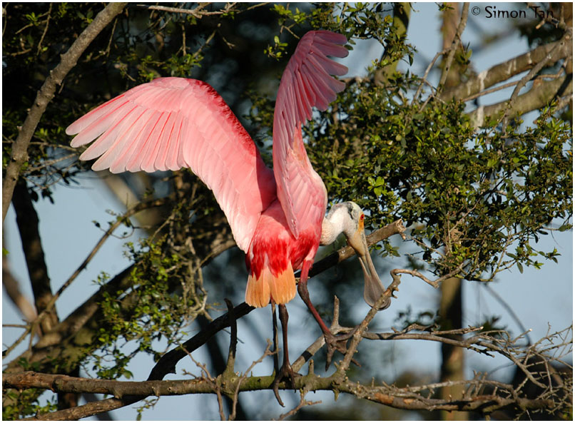 Roseate Spoonbill 25.jpg