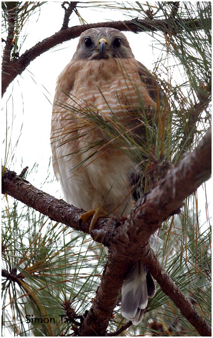 by132_45_Red-shouldered-Hawk.jpg