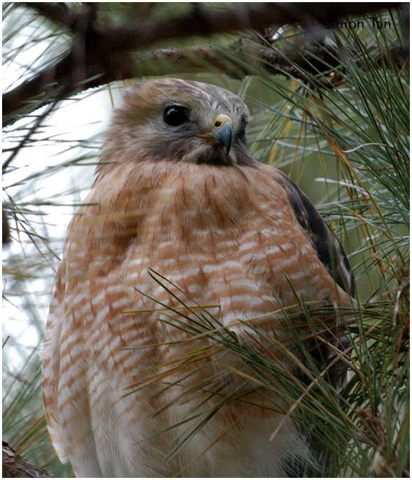 by132_47_Red-shouldered-Hawk.jpg