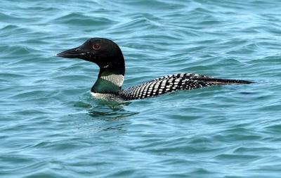 Common Loon