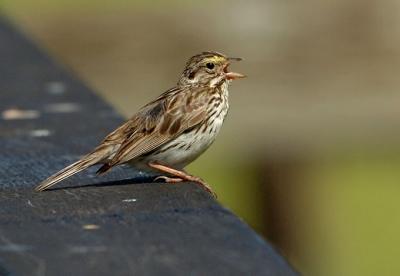 708_22_Savannah-Sparrow.jpg