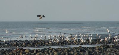 709_18_Bald-Eagle-Landing.JPG