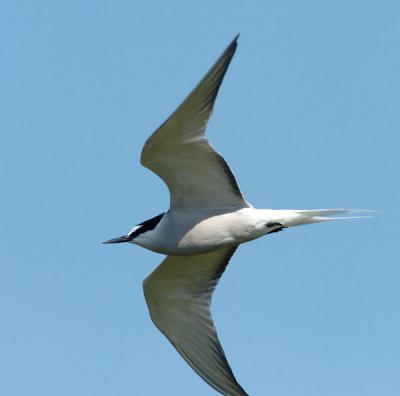 710_12_Aleutian-Tern.JPG