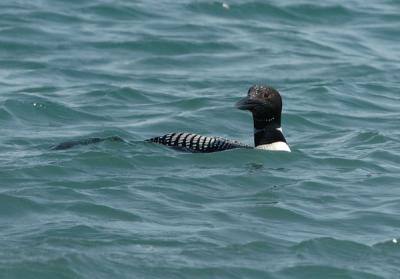 710_14_Common-Loon.JPG