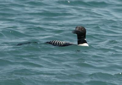 710_14_Common-Loon.JPG