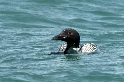 710_15_Common-Loon.JPG