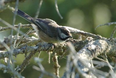 710_23_Boreal-Chickadee.JPG