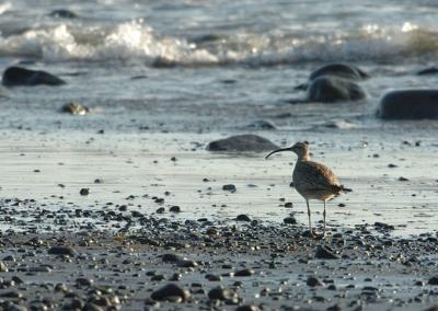 710_24_Whimbrel.JPG